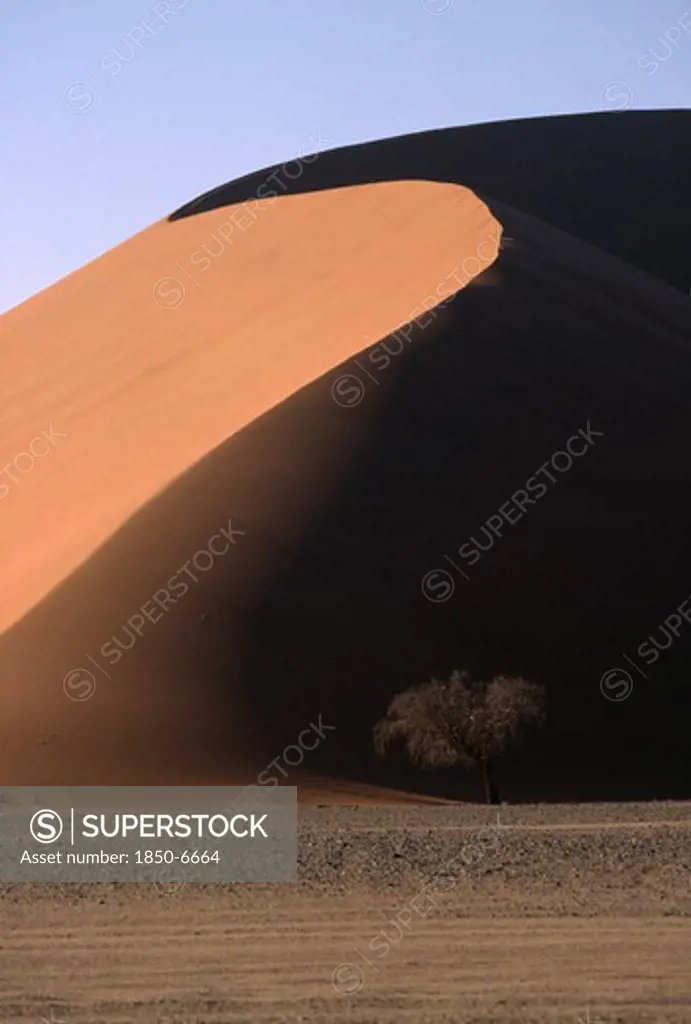 Namibia, Namib Desert, Large Sand Dune With Acacia Tree At Its Base