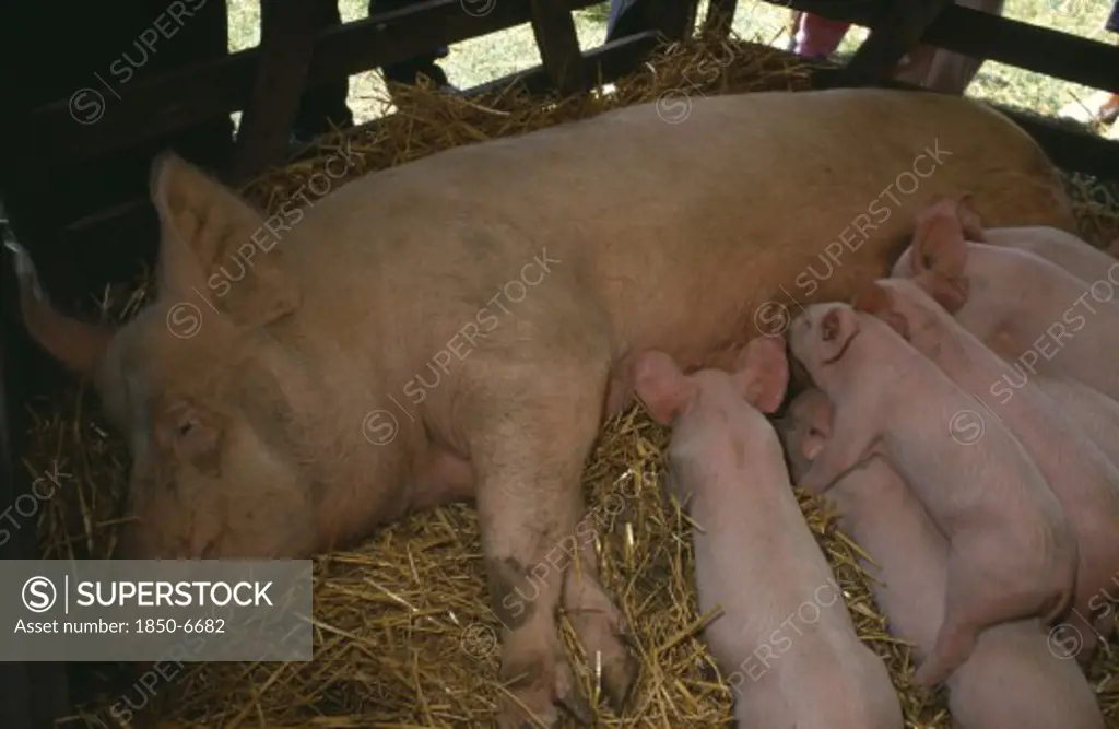 Farming, Livestock, Pigs, Sow Lying Down On Straw In A Barn With Suckling Piglets