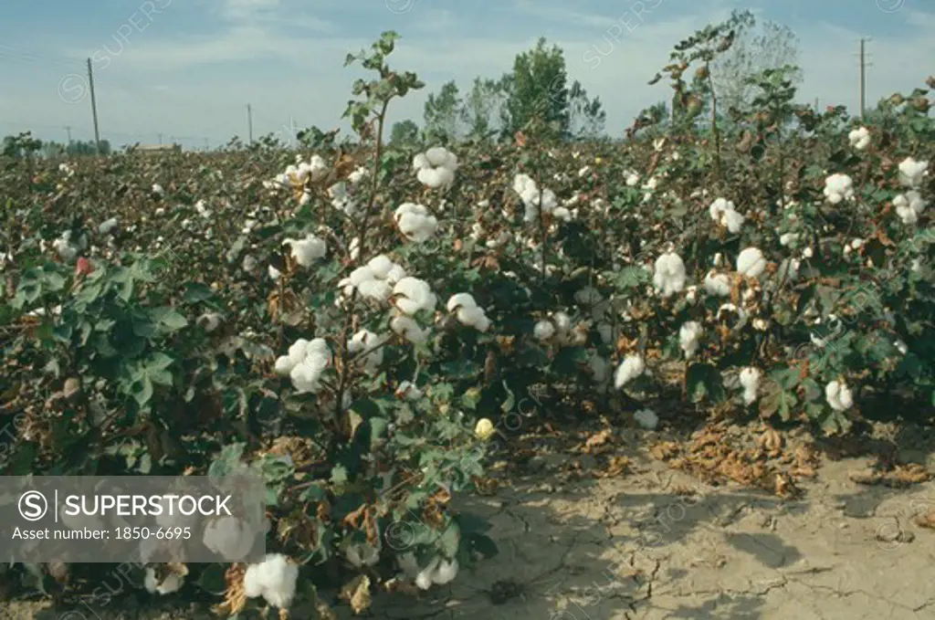 Greece, North , Agriculture, Field Of Cotton Plants With Dry Cracked Earth In The Foreground