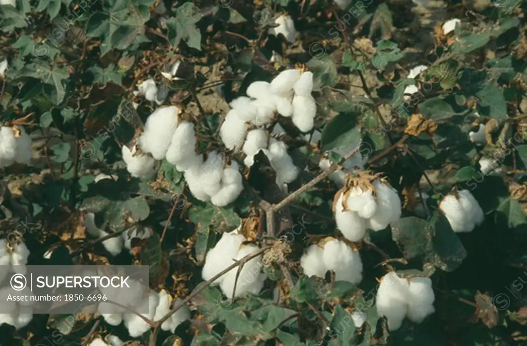 Greece, North , Agriculture, Detail Of Cotton Plants With White Fluffy Buds
