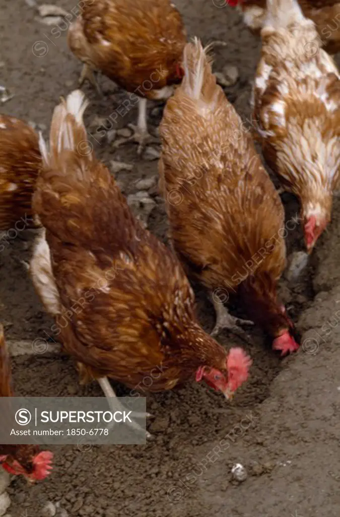 Agriculture, Farming , Poultry, Close Up Of Freee Range Chickens Pecking At The Muddy Ground.