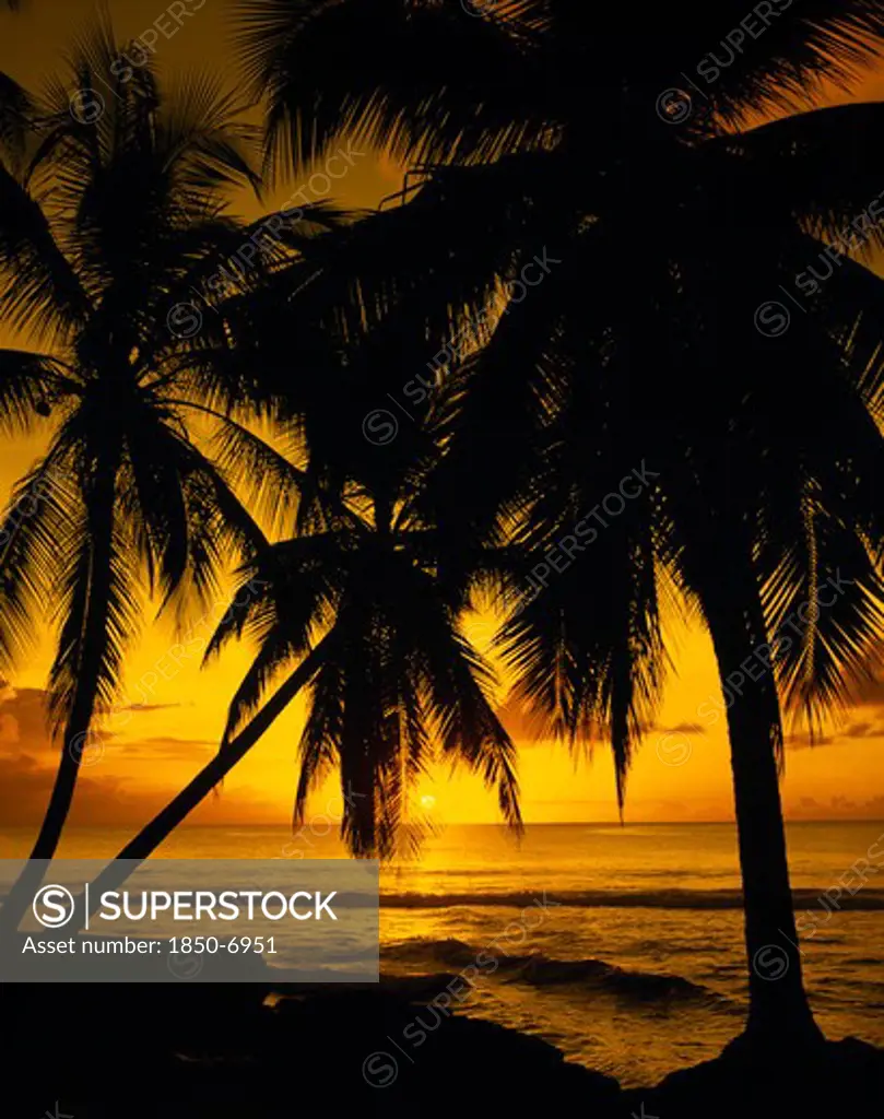 Barbados, West Coast, Sunset, Golden Sunset Over The Sea With Silhouetted Palms.