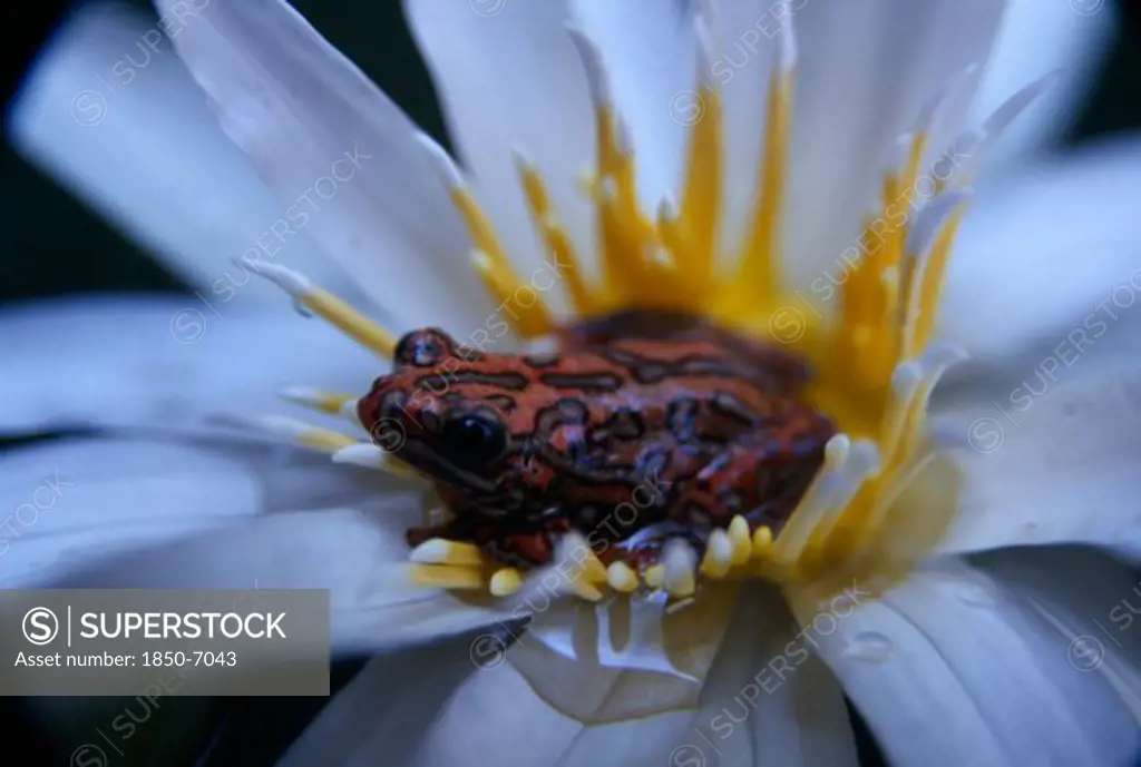 Natural History, Frogs, Painted Reed Frog ( Hyperolius Sp. ) Sitting In A Flower Floating On The Waters Surface.