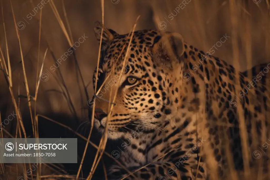 Animals, Big Cats, Leopards, Leopard. Panthera Pardus Crouching In Long Grass.