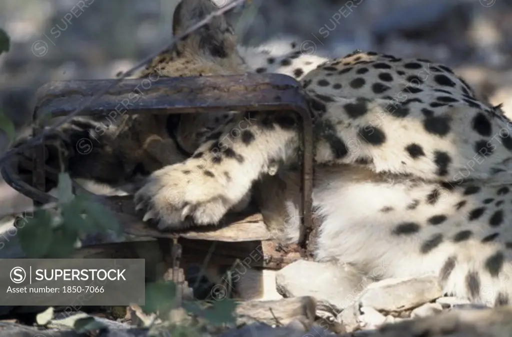 Animals, Big Cats, Cheetah, Cheetah ( Acinonyx Jubatus ) With Its Paw Caught In A Gintrap.