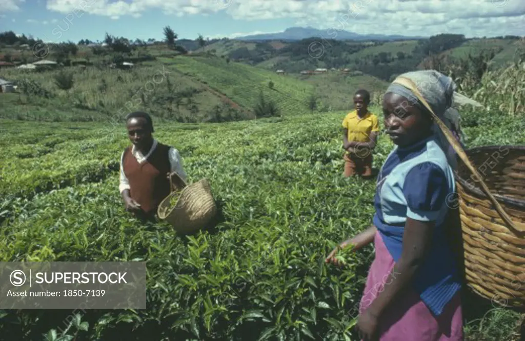 Kenya, Farming, Tea Pickers