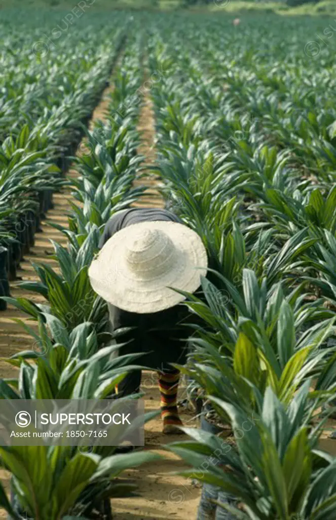 Nigeria, Agriculture, Man Tending Young Palm Oil Trees
