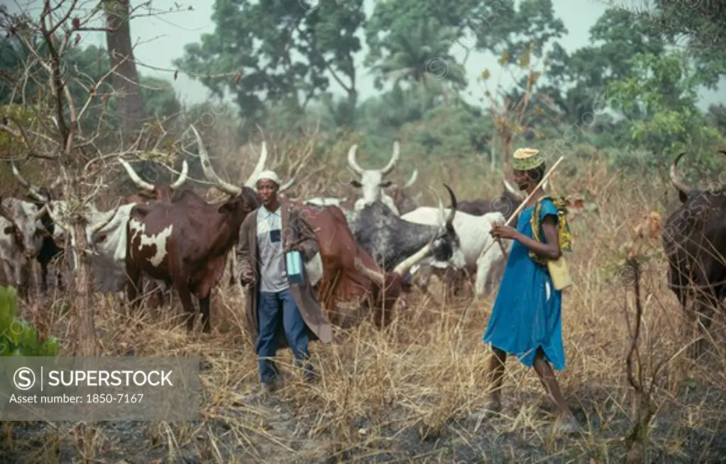 Nigeria, Farming, Fulani Herdsmen With Longhorn Cattle