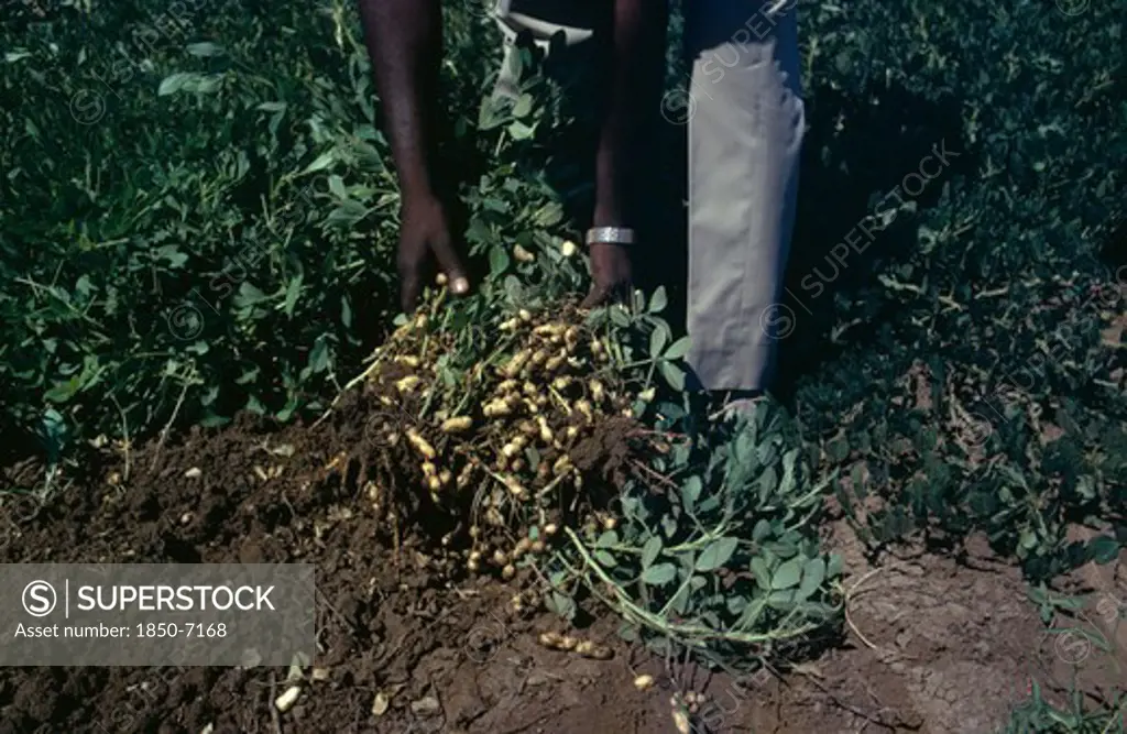 Nigeria, Agriculture, Groundnuts Peanuts Being Inspected By Hand