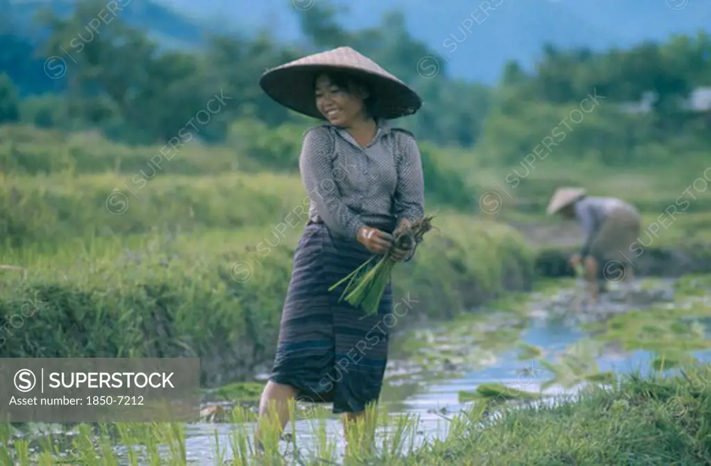 Laos, Agriculture, Woman Working In Rice Paddy.