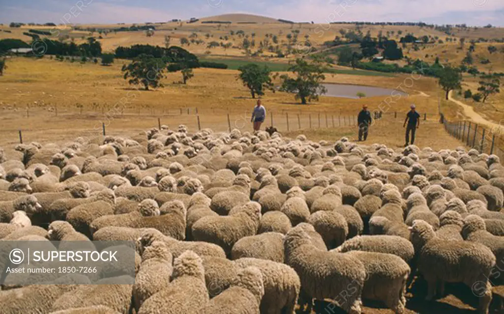 Australia, Western, Farming, Massed Sheep On Large Ranch