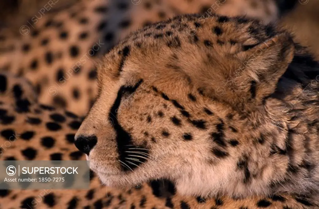 Animals, Big Cats, Cheetah, Close Up Profile Shot Of A Cheetah In Namibia.