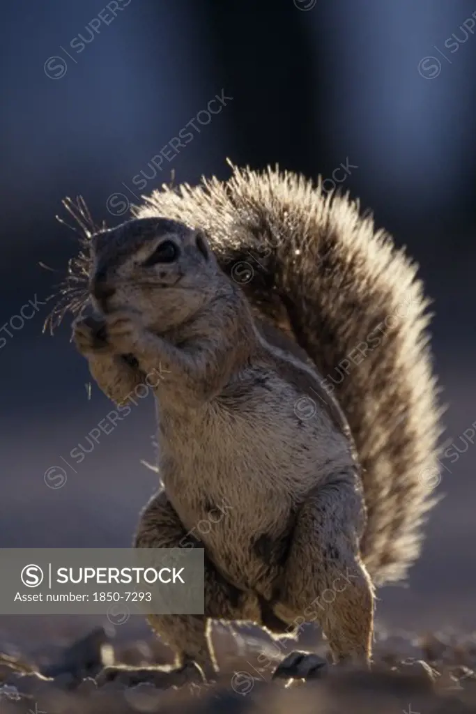 Animals, Rodents, Squirrel, 'Close Up Of A Ground Squirrel In Etosha National Park, Namibia.'