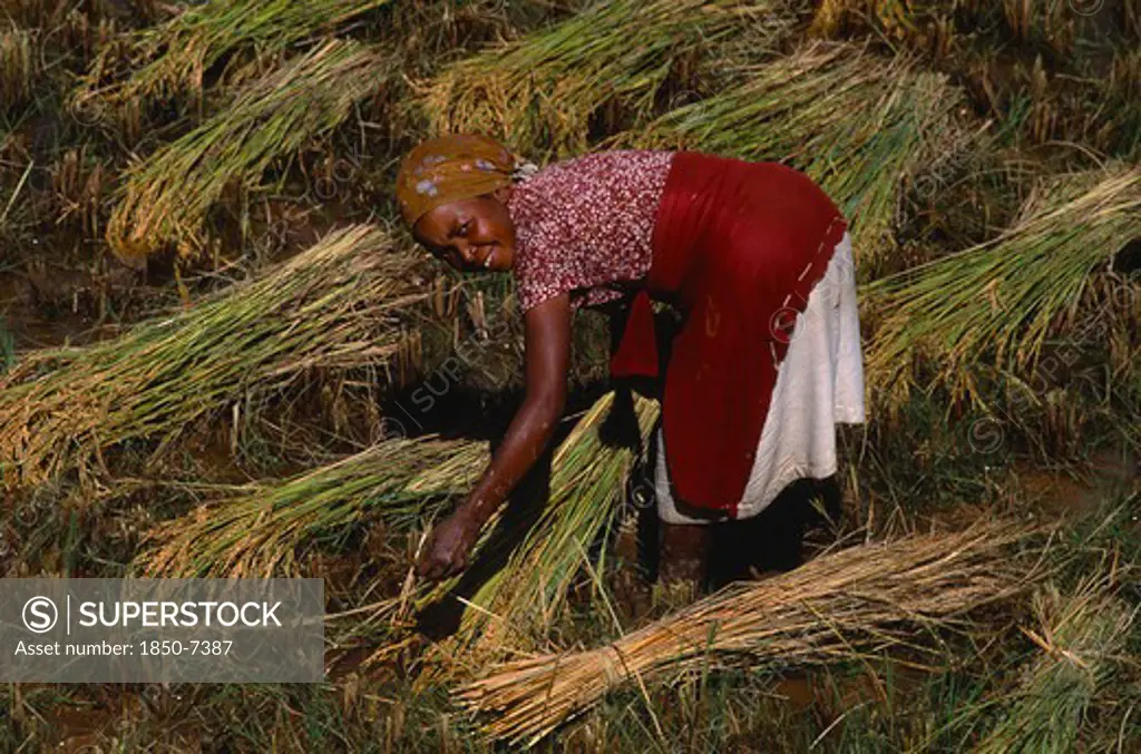 Madagascar, Agriculture, Young Woman Harvesting Rice