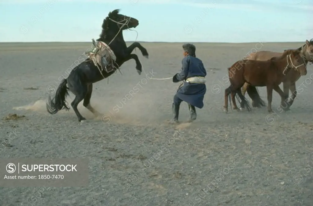 Mongolia, Gobi Desert, Rearing Horse Being Accustomed To Saddle And Bridle Held By Man On Ground By Long Rope.