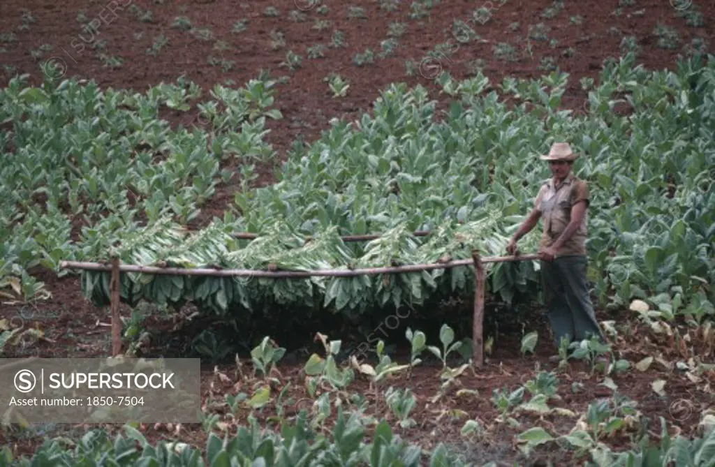 Cuba, Pinar Del Rio, Farm Worker Standing By Drying Tobacco Leaves