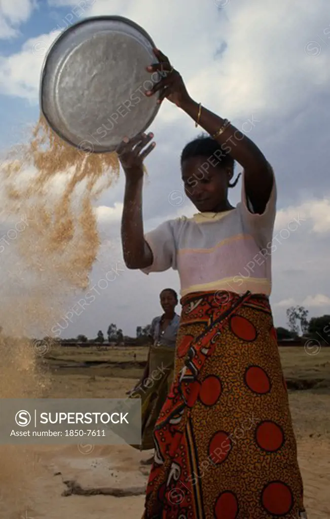 Tanzania, Shinyanga, Gertrude Winnowing Rice Waste She Collects From Mill.  Whole Grains That Slip Through Are Sold And The Broken Grains Eaten.