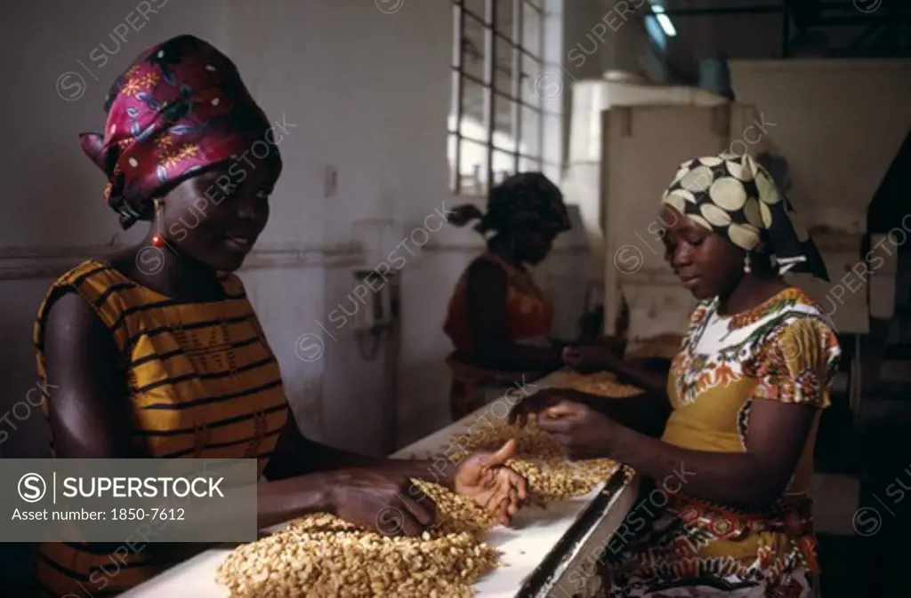 Nigeria, Kano, Women Working In Groundnut Oil Factory.