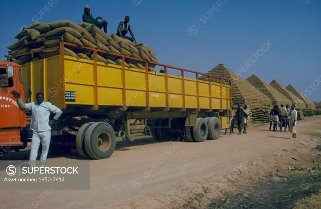 Nigeria, Kano, Workers Unloading Sacks Of Groundnuts To Build Pyramids.
