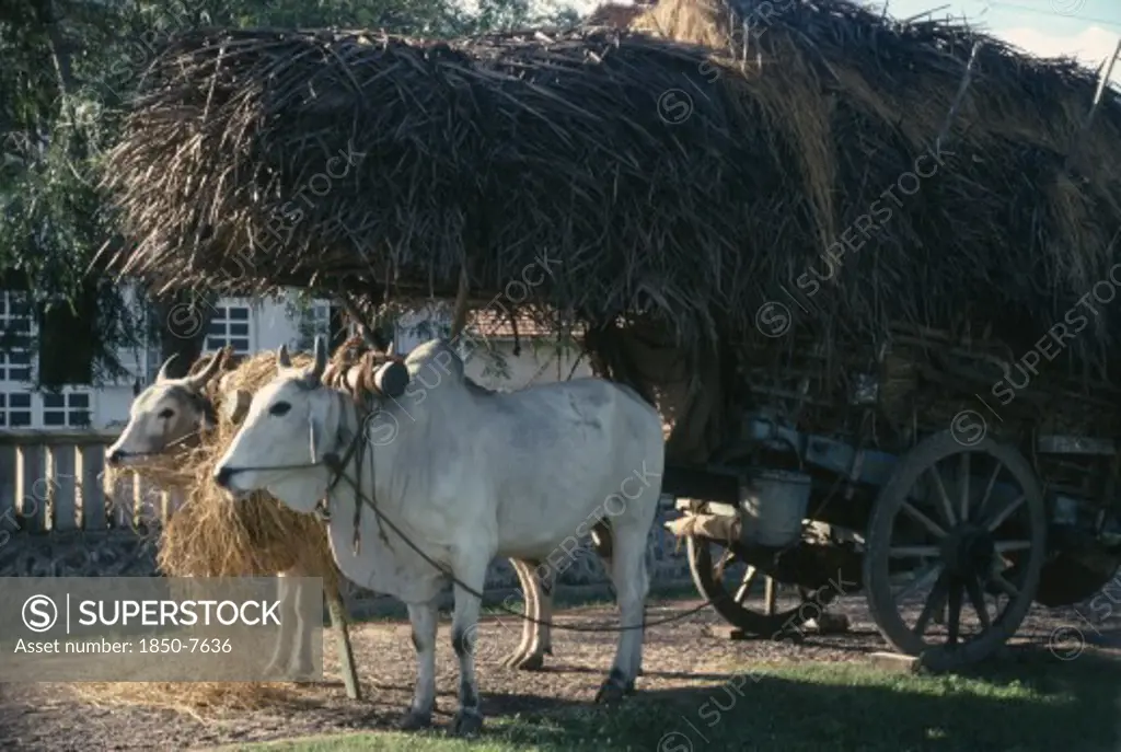 Sri Lanka, Transport, Ox Cart Loaded With Straw