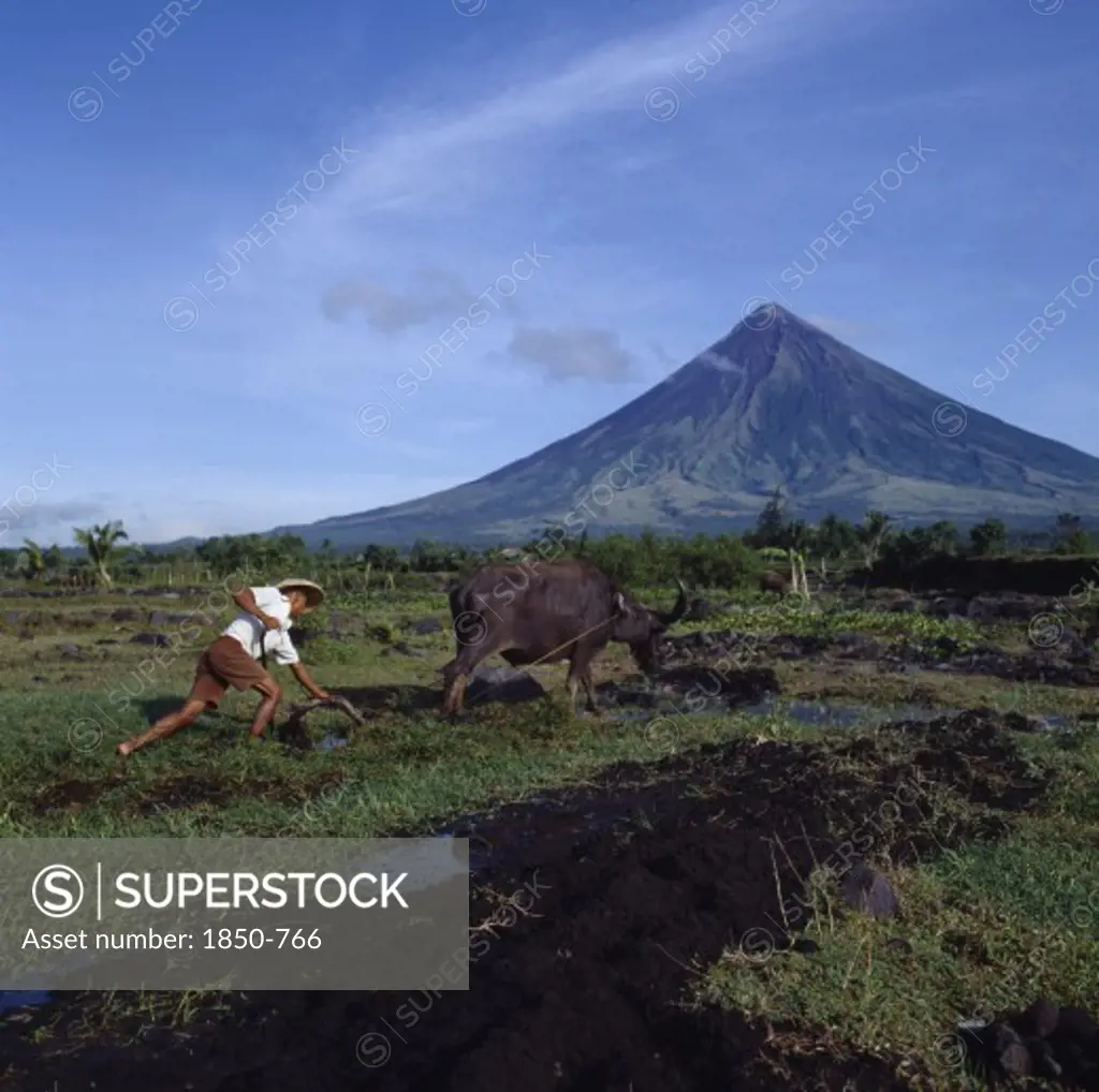 Philippines, Luzon Island, Legaspi, Man Ploughing With Bullock With The Peak Of The Mayon Volcano Behind.