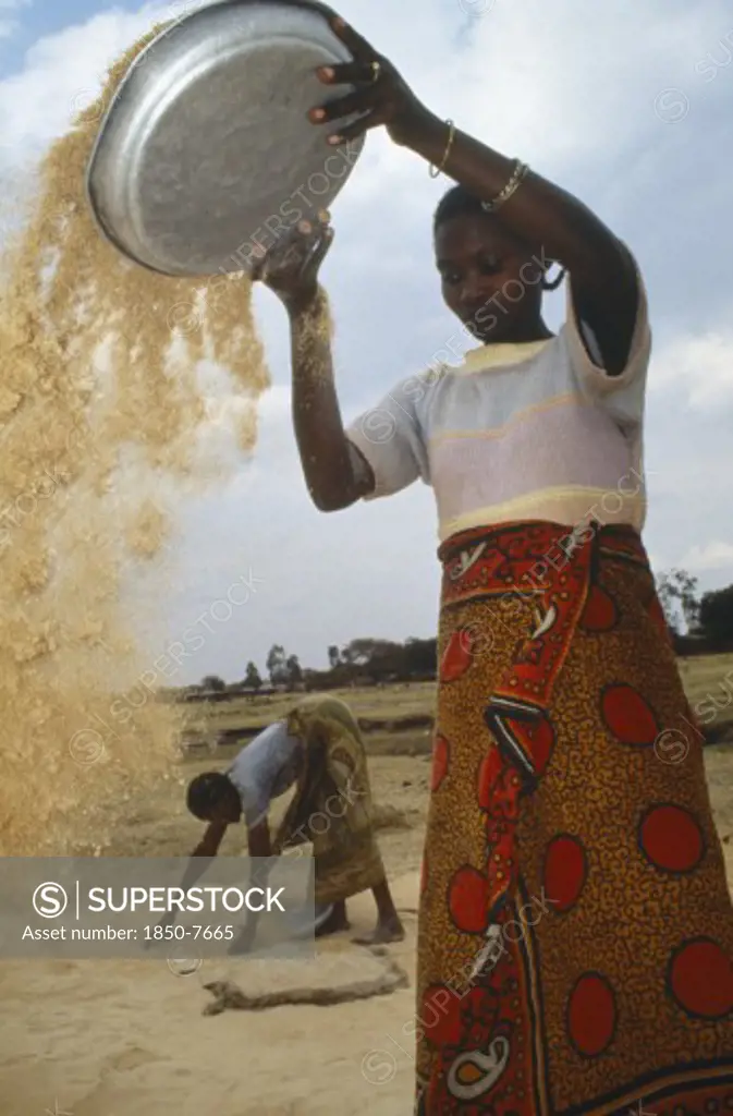 Tanzania, Farming, Woman Winnowing Rice.