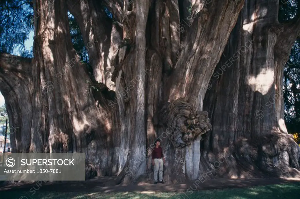 Mexico, Oaxaca, 2000 Year Old Ahuehuette Tree El Tule With A Girth Of 58 Metres