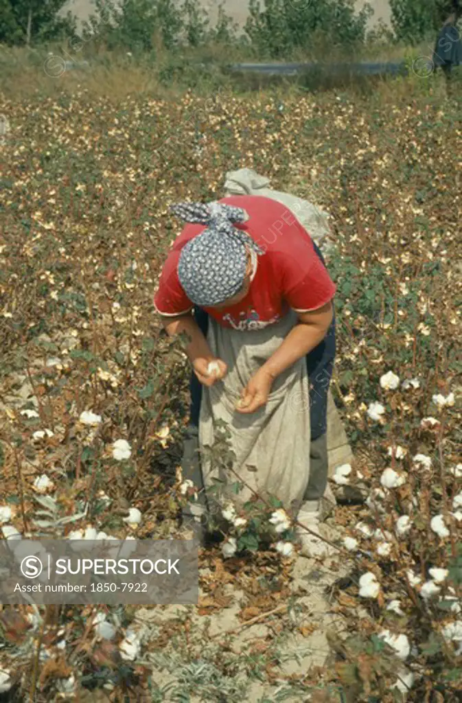 Greece, Thessalia, Larisa, Women Picking Cotton.