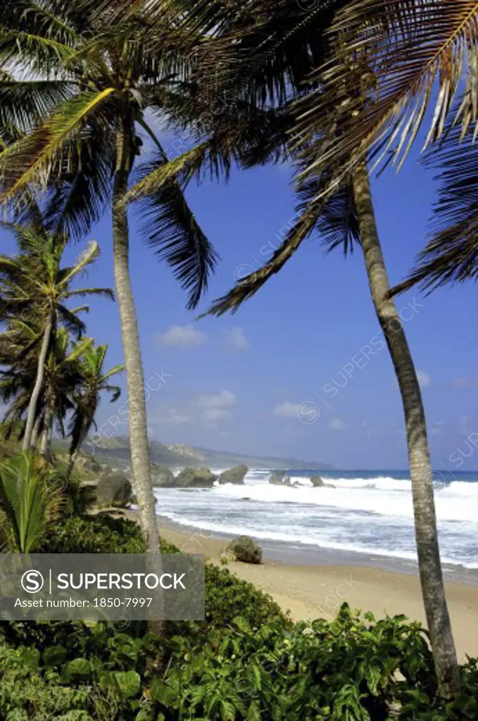 West Indies, Barbados, Bathsheba Beach, Golden Stretch Of Sand Seen Through Palmtrees