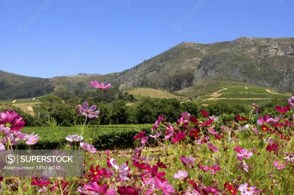 South Africa, Western Cape, Cape Town, Wine Area Landscape With Pink Flowers In The Foreground