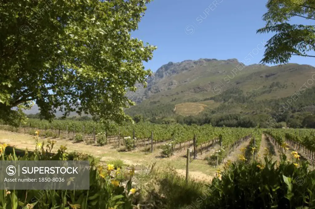 South Africa, Western Cape, Cape Town, Winery Vineyards In Mountainous Landscape