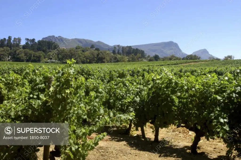 South Africa, Western Cape, Cape Town, Winery Vineyards