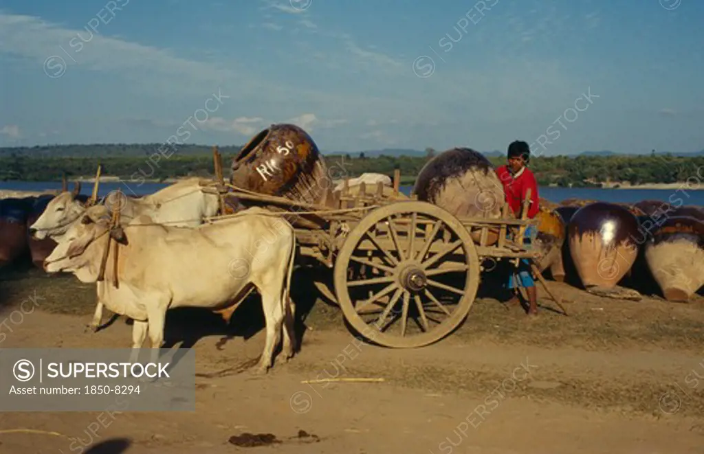 Myanmar, Kyaukmyaung, Young Man Using Ox Drawn Cart To Transport Large Pots.