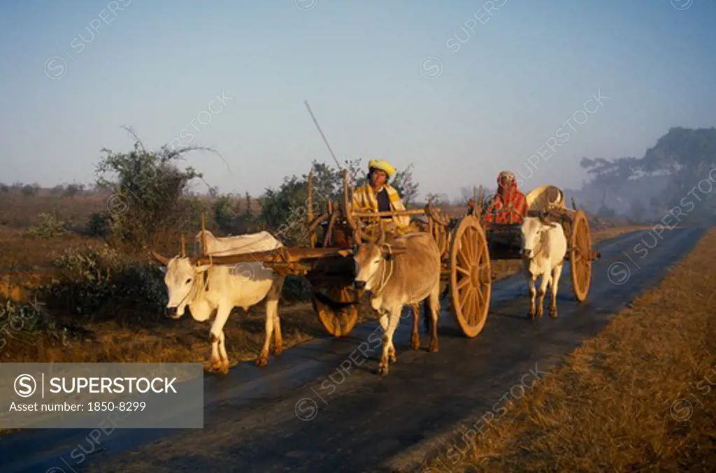 Myanmar, Transport, Ox And Bullock Drawn Wooden Carts On Road Leading To The  Inle Lake.
