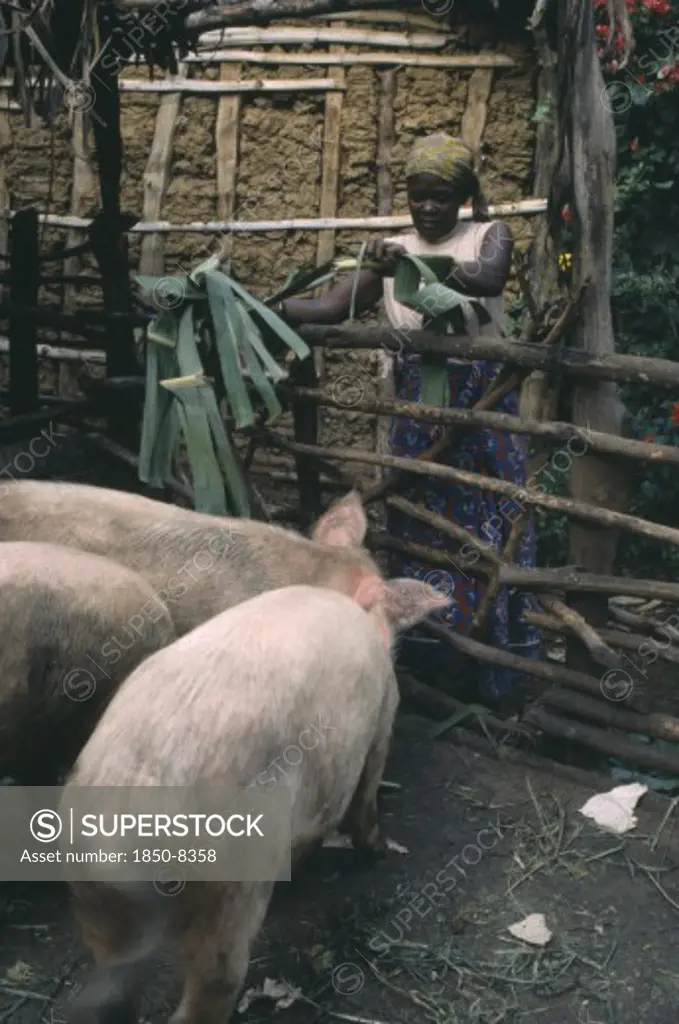 Tanzania, Farming, Woman Feeding Pigs.  Example Of Western Farm Animals Adopted For African Use.