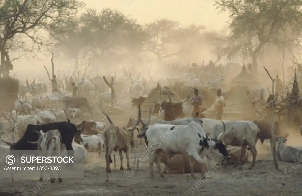 Sudan, Agar, Dinka Cattle Camp.  Herd Tethered To Posts Around Thatched Huts And Tribespeople.