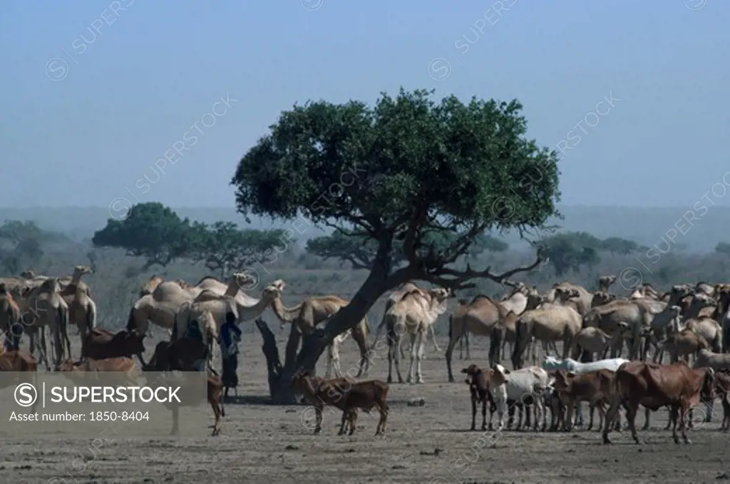Somalia, Agriculture, Camels And Cattle With Herdsman In Rural Area.