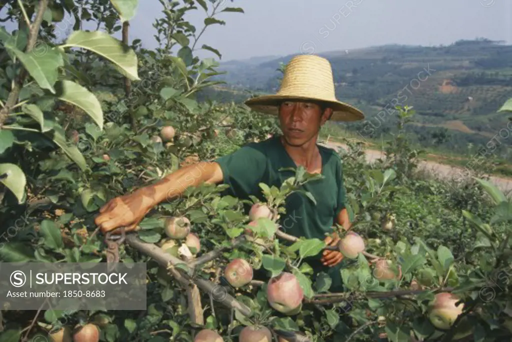 China, Henan Province, Farming, Apple Farmer Pruning Trees In Orchard.
