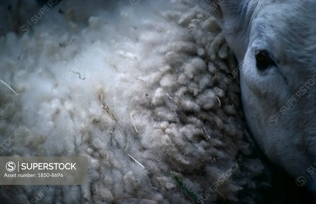 Agriculture, Farming , Sheep, Close View Of Single Sheep Showing Eye And Fleece.