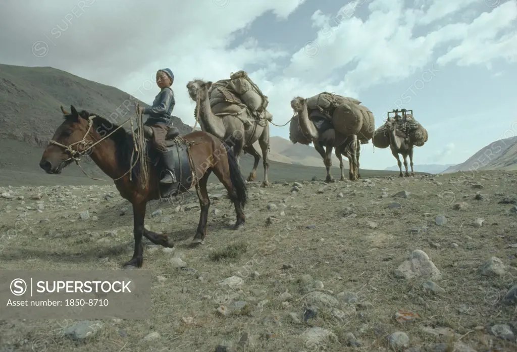 Mongolia, Transport, Animals, Child On Horse Leading Loaded Camel Train To New Camp.