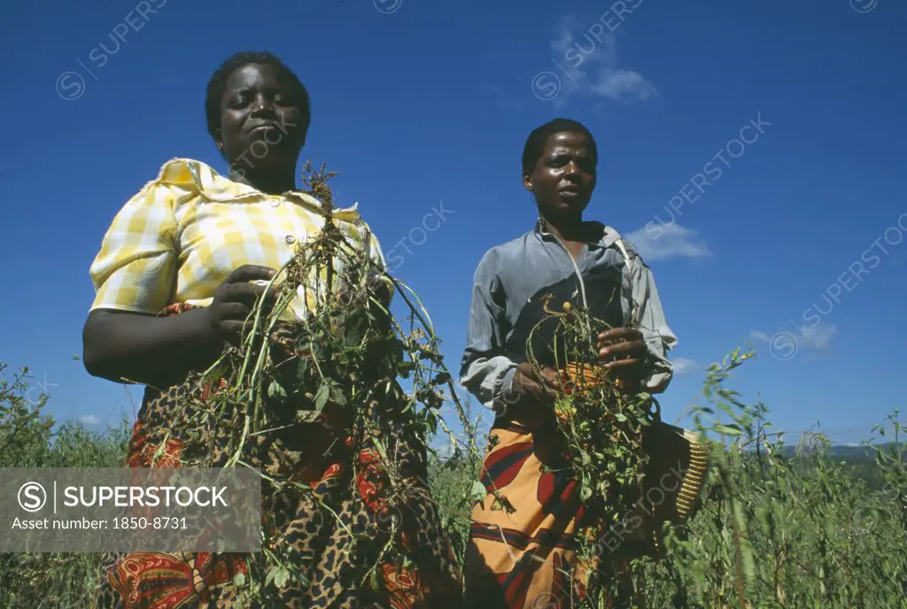 Malawi, Lipangwe, Crop Workers With Their Organic Groundnut Crop