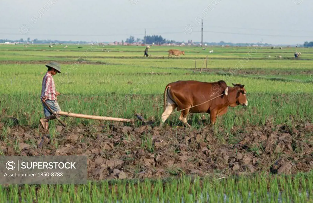 Vietnam, North, Farming, Farmer Ploughing Field With Ox