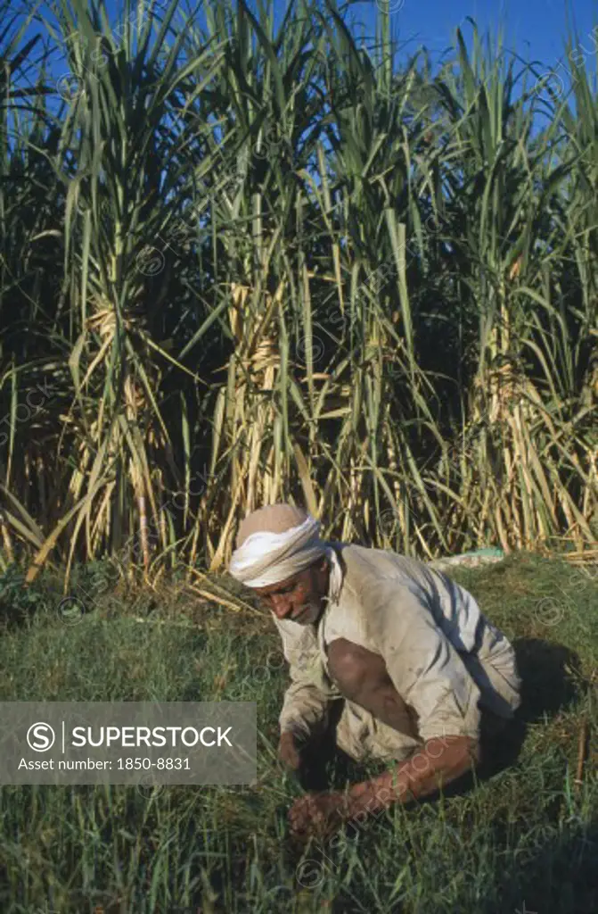 Egypt, Nile Valley, Luxor, Elderly Man Weeding Sugarcane Field.