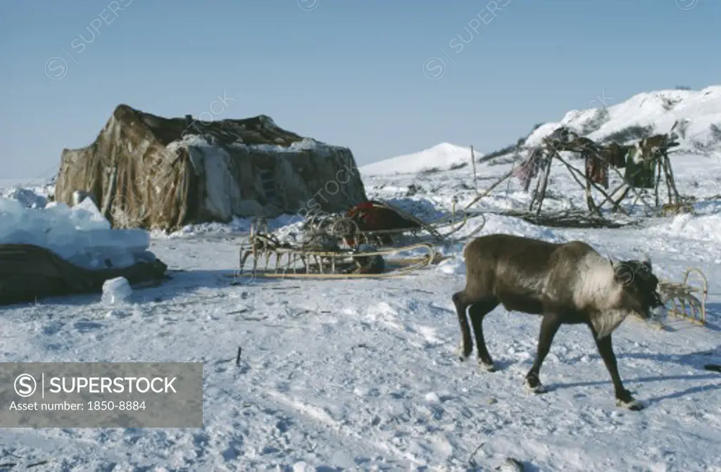 Russia, Siberia, Kamchatka, Koryak Tent Sleigh And Reindeer.