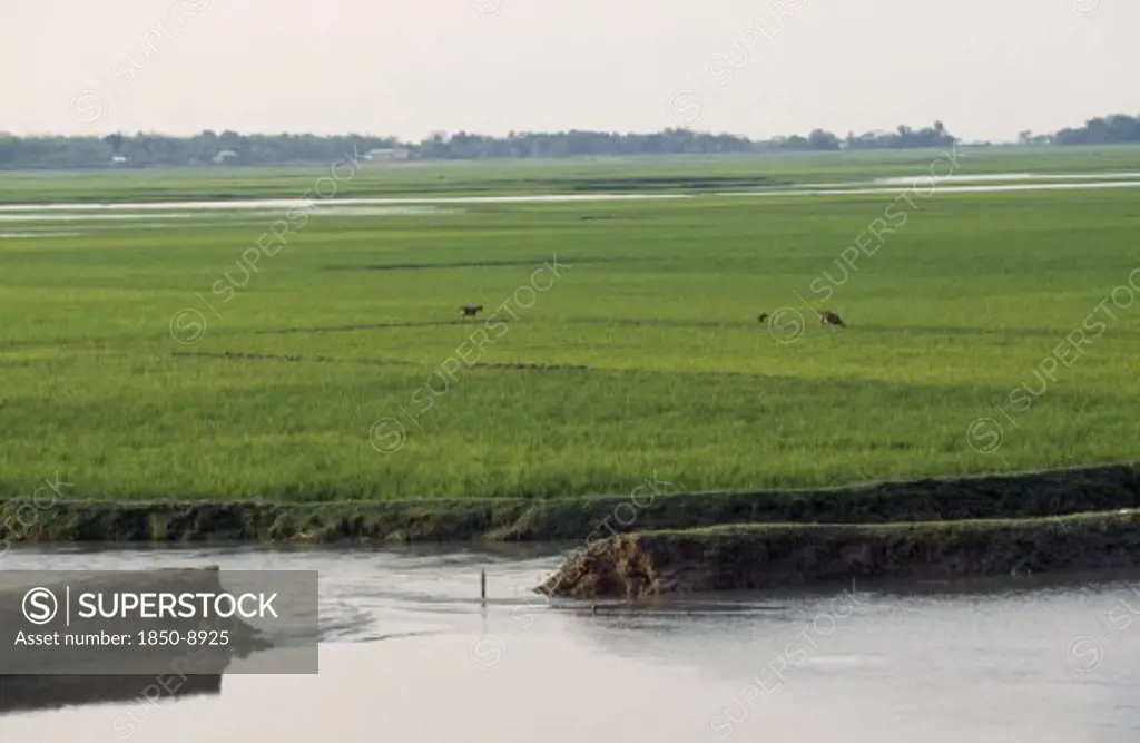 Bangladesh, Chittagong, Sylhet, Breached Embankment And Rice Fields