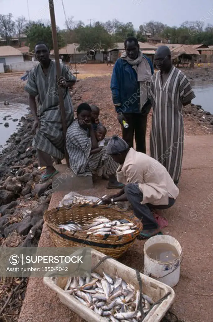 Gambia, Industry, Fishing, Fishermen On Gambia River Quayside Selling Freshly Caught Fish