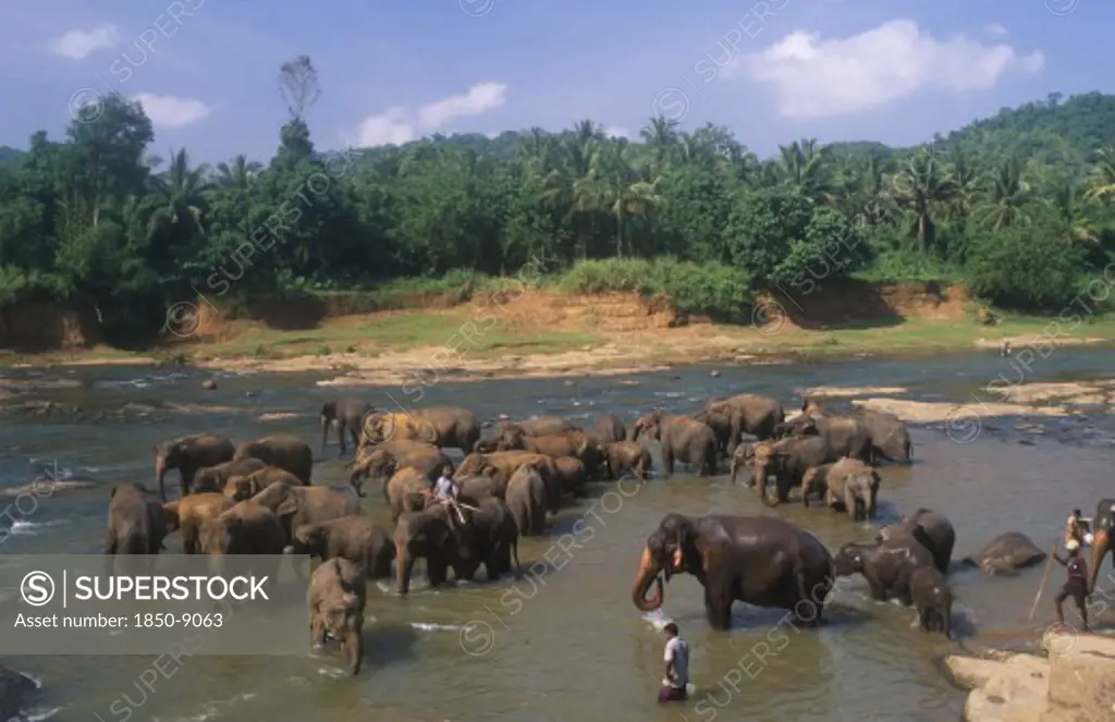 Sri Lanka, Pinnewala, Elephant Orphanage Near Kegalle.  Elephants Bathing In River.