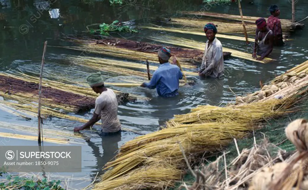 Bangladesh, Agriculture, Workers Preparing Jute Fibre In Water.
