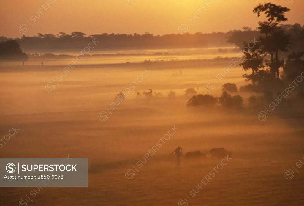 Bangladesh, Hatiya, Farmer With Cows In Early Morning Mist At Sunrise.
