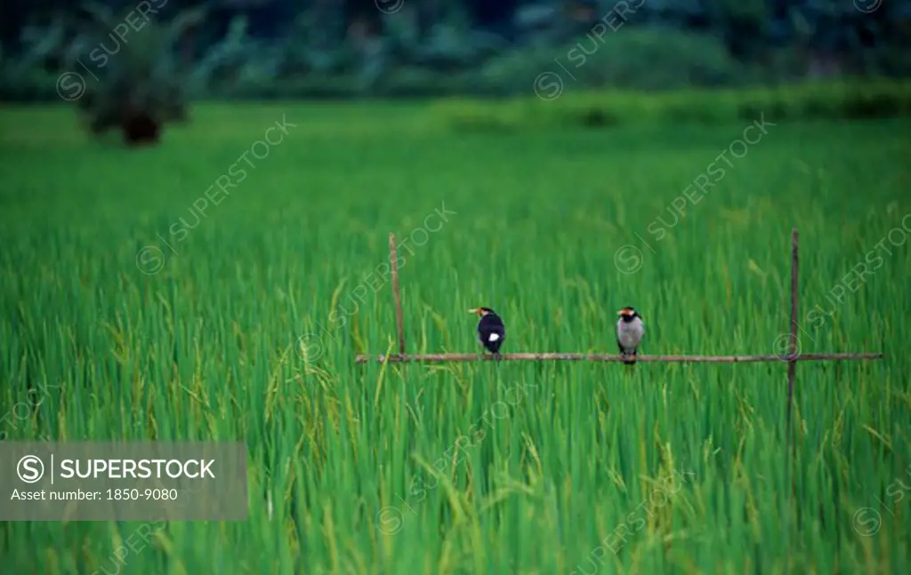 Bangladesh, Agriculture, Birds In Rice Field.